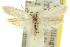  ( - 11ANIC-08388)  @13 [ ] CreativeCommons - Attribution (2011) ANIC/CBG Photography Group Centre for Biodiversity Genomics