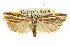  ( - 11ANIC-08404)  @11 [ ] CreativeCommons - Attribution (2011) ANIC/CBG Photography Group Centre for Biodiversity Genomics