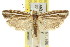  ( - 11ANIC-08405)  @11 [ ] CreativeCommons - Attribution (2011) ANIC/CBG Photography Group Centre for Biodiversity Genomics