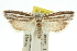  ( - 11ANIC-08409)  @14 [ ] CreativeCommons - Attribution (2011) ANIC/CBG Photography Group Centre for Biodiversity Genomics