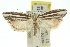  ( - 11ANIC-08410)  @14 [ ] CreativeCommons - Attribution (2011) ANIC/CBG Photography Group Centre for Biodiversity Genomics