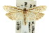  (Catoryctis sp. ANIC4 - 11ANIC-08414)  @11 [ ] CreativeCommons - Attribution (2011) ANIC/CBG Photography Group Centre for Biodiversity Genomics