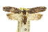  (Catoryctis sp. ANIC9 - 11ANIC-08429)  @11 [ ] CreativeCommons - Attribution (2011) ANIC/CBG Photography Group Centre for Biodiversity Genomics