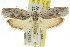  (Catoryctis sciastis - 11ANIC-08431)  @14 [ ] CreativeCommons - Attribution (2011) ANIC/CBG Photography Group Centre for Biodiversity Genomics