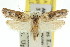  ( - 11ANIC-08434)  @12 [ ] CreativeCommons - Attribution (2011) ANIC/CBG Photography Group Centre for Biodiversity Genomics
