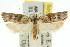  (Catoryctis sp. ANIC11 - 11ANIC-08435)  @15 [ ] CreativeCommons - Attribution (2011) ANIC/CBG Photography Group Centre for Biodiversity Genomics