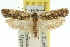  (Catoryctis sp. ANIC12 - 11ANIC-08436)  @13 [ ] CreativeCommons - Attribution (2011) ANIC/CBG Photography Group Centre for Biodiversity Genomics