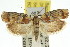  (Catoryctis leucomerata - 11ANIC-08444)  @13 [ ] CreativeCommons - Attribution (2011) ANIC/CBG Photography Group Centre for Biodiversity Genomics