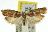  ( - 11ANIC-08445)  @11 [ ] CreativeCommons - Attribution (2011) ANIC/CBG Photography Group Centre for Biodiversity Genomics