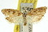  ( - 11ANIC-08447)  @11 [ ] CreativeCommons - Attribution (2011) ANIC/CBG Photography Group Centre for Biodiversity Genomics