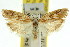  ( - 11ANIC-08448)  @11 [ ] CreativeCommons - Attribution (2011) ANIC/CBG Photography Group Centre for Biodiversity Genomics