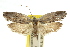  ( - 11ANIC-08455)  @13 [ ] CreativeCommons - Attribution (2011) ANIC/CBG Photography Group Centre for Biodiversity Genomics