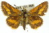  (Ocybadistes hypomeloma - 11ANIC-08459)  @13 [ ] CreativeCommons - Attribution (2011) ANIC/CBG Photography Group Centre for Biodiversity Genomics