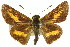  (Oriens augustula - 11ANIC-08472)  @11 [ ] CreativeCommons - Attribution (2011) ANIC/CBG Photography Group Centre for Biodiversity Genomics