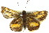  ( - 11ANIC-08475)  @13 [ ] CreativeCommons - Attribution (2011) ANIC/CBG Photography Group Centre for Biodiversity Genomics