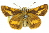  (Arrhenes dschilus - 11ANIC-08477)  @14 [ ] CreativeCommons - Attribution (2011) ANIC/CBG Photography Group Centre for Biodiversity Genomics