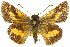  ( - 11ANIC-08478)  @13 [ ] CreativeCommons - Attribution (2011) ANIC/CBG Photography Group Centre for Biodiversity Genomics