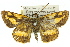  ( - 11ANIC-08479)  @14 [ ] CreativeCommons - Attribution (2011) ANIC/CBG Photography Group Centre for Biodiversity Genomics