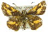  ( - 11ANIC-08480)  @13 [ ] CreativeCommons - Attribution (2011) ANIC/CBG Photography Group Centre for Biodiversity Genomics