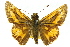  ( - 11ANIC-08488)  @11 [ ] CreativeCommons - Attribution (2011) ANIC/CBG Photography Group Centre for Biodiversity Genomics
