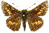  ( - 11ANIC-08495)  @11 [ ] CreativeCommons - Attribution (2011) ANIC/CBG Photography Group Centre for Biodiversity Genomics