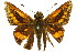  ( - 11ANIC-08496)  @11 [ ] CreativeCommons - Attribution (2011) ANIC/CBG Photography Group Centre for Biodiversity Genomics