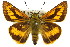  ( - 11ANIC-08509)  @11 [ ] CreativeCommons - Attribution (2011) ANIC/CBG Photography Group Centre for Biodiversity Genomics