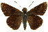  ( - 11ANIC-08513)  @11 [ ] CreativeCommons - Attribution (2011) ANIC/CBG Photography Group Centre for Biodiversity Genomics