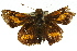  ( - 11ANIC-08515)  @12 [ ] CreativeCommons - Attribution (2011) ANIC/CBG Photography Group Centre for Biodiversity Genomics
