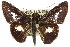  ( - 11ANIC-08518)  @13 [ ] CreativeCommons - Attribution (2011) ANIC/CBG Photography Group Centre for Biodiversity Genomics