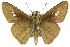  ( - 11ANIC-08527)  @12 [ ] CreativeCommons - Attribution (2011) ANIC/CBG Photography Group Centre for Biodiversity Genomics
