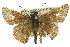  ( - 11ANIC-08528)  @12 [ ] CreativeCommons - Attribution (2011) ANIC/CBG Photography Group Centre for Biodiversity Genomics