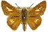  (Parnara amalia - 11ANIC-08531)  @14 [ ] CreativeCommons - Attribution (2011) ANIC/CBG Photography Group Centre for Biodiversity Genomics