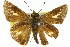  ( - 11ANIC-08532)  @11 [ ] CreativeCommons - Attribution (2011) ANIC/CBG Photography Group Centre for Biodiversity Genomics