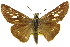  ( - 11ANIC-08534)  @11 [ ] CreativeCommons - Attribution (2011) ANIC/CBG Photography Group Centre for Biodiversity Genomics