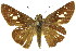  ( - 11ANIC-08535)  @11 [ ] CreativeCommons - Attribution (2011) ANIC/CBG Photography Group Centre for Biodiversity Genomics