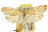  ( - 11ANIC-08549)  @11 [ ] CreativeCommons - Attribution (2011) ANIC/CBG Photography Group Centre for Biodiversity Genomics