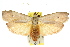  ( - 11ANIC-08581)  @15 [ ] CreativeCommons - Attribution (2011) ANIC/CBG Photography Group Centre for Biodiversity Genomics
