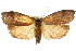  ( - 11ANIC-08582)  @14 [ ] CreativeCommons - Attribution (2011) ANIC/CBG Photography Group Centre for Biodiversity Genomics