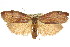  ( - 11ANIC-08583)  @14 [ ] CreativeCommons - Attribution (2011) ANIC/CBG Photography Group Centre for Biodiversity Genomics