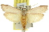  (Echiomima sp. ANIC1 - 11ANIC-08585)  @14 [ ] CreativeCommons - Attribution (2011) ANIC/CBG Photography Group Centre for Biodiversity Genomics