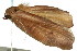  ( - 11ANIC-08601)  @12 [ ] CreativeCommons - Attribution (2011) ANIC/CBG Photography Group Centre for Biodiversity Genomics