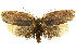 ( - 11ANIC-08636)  @13 [ ] CreativeCommons - Attribution (2011) ANIC/CBG Photography Group Centre for Biodiversity Genomics