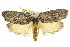  (Gonioma hypoxantha - 11ANIC-08645)  @14 [ ] CreativeCommons - Attribution (2011) ANIC/CBG Photography Group Centre for Biodiversity Genomics
