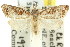  ( - 11ANIC-08650)  @14 [ ] CreativeCommons - Attribution (2011) ANIC/CBG Photography Group Centre for Biodiversity Genomics