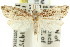  ( - 11ANIC-08651)  @14 [ ] CreativeCommons - Attribution (2011) ANIC/CBG Photography Group Centre for Biodiversity Genomics