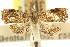  (Taeniarchis periorma - 11ANIC-08761)  @11 [ ] CreativeCommons - Attribution (2011) ANIC/CBG Photography Group Centre for Biodiversity Genomics