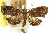  ( - 11ANIC-08762)  @11 [ ] CreativeCommons - Attribution (2011) ANIC/CBG Photography Group Centre for Biodiversity Genomics
