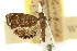  ( - 11ANIC-08763)  @11 [ ] CreativeCommons - Attribution (2011) ANIC/CBG Photography Group Centre for Biodiversity Genomics