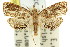  (Taeniarchis sp. ANIC1 - 11ANIC-08764)  @11 [ ] CreativeCommons - Attribution (2011) ANIC/CBG Photography Group Centre for Biodiversity Genomics